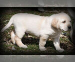 Small Photo #6 Labrador Retriever Puppy For Sale in HAMILTON, MT, USA
