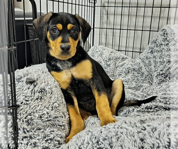 Medium Photo #2 Labrador Retriever-Unknown Mix Puppy For Sale in Brooklyn, NY, USA