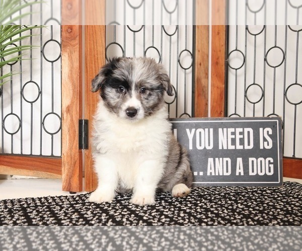 Medium Photo #1 Aussie-Poo Puppy For Sale in NAPLES, FL, USA