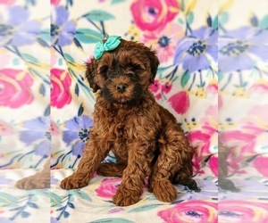 Irish Doodle Puppy for sale in PEACH BOTTOM, PA, USA