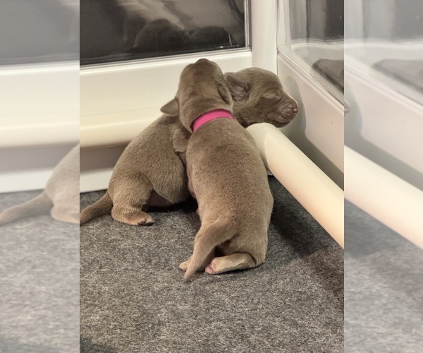 Medium Photo #6 Labrador Retriever Puppy For Sale in MODESTO, CA, USA