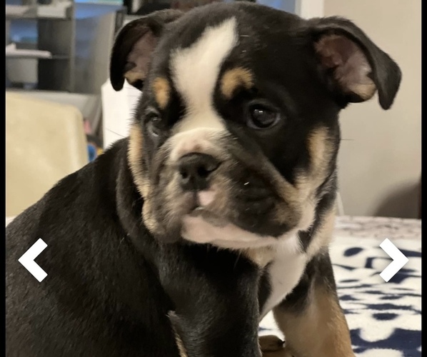 Medium Photo #4 Bulldog Puppy For Sale in HAGERSTOWN, MD, USA