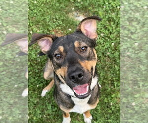 Bernese Mountain Dog-Labrador Retriever Mix Dogs for adoption in Jefferson, NJ, USA