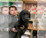 Small Photo #12 Labrador Retriever Puppy For Sale in CLEARWATER, ID, USA