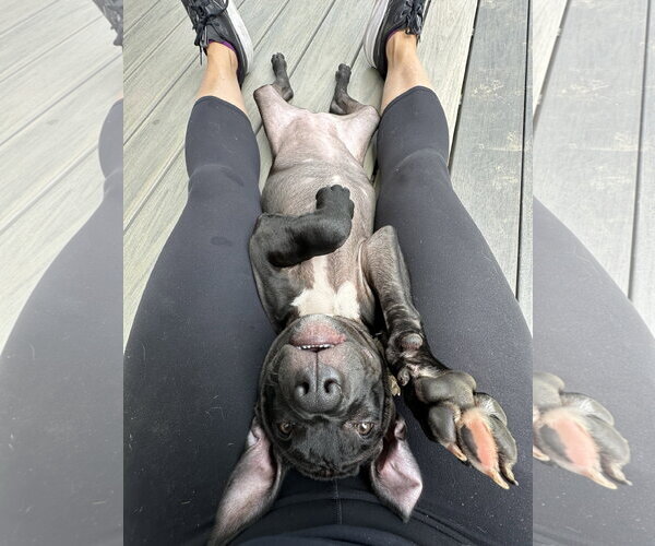 Medium Photo #10 American Pit Bull Terrier-Unknown Mix Puppy For Sale in Rockaway, NJ, USA