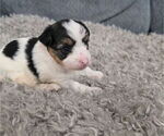 Litter of 3 - Male(s) and Female(s) Yorkshire TerrierLitter of Puppies for Sale - Small photo