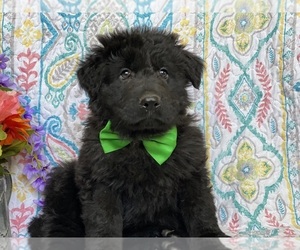 German Shepherd Dog Puppy for sale in LANCASTER, PA, USA
