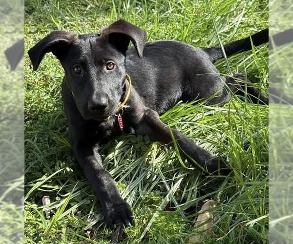 Medium Photo #3 Mutt Puppy For Sale in San Diego, CA, USA