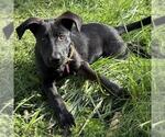 Small #2 Mutt