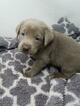 Small Photo #1 Labrador Retriever Puppy For Sale in CENTRAL CITY, PA, USA