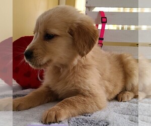 Golden Retriever Puppy for sale in FORT PLAIN, NY, USA