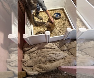 Mother of the Dachshund puppies born on 08/16/2025