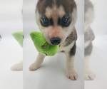 Small Photo #5 Siberian Husky Puppy For Sale in GOSHEN, IN, USA