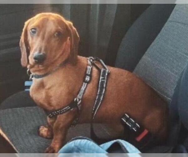 Medium Photo #3 Dachshund Puppy For Sale in Los Angeles, CA, USA