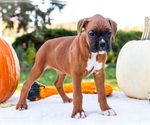 Small Photo #51 Boxer Puppy For Sale in WAKARUSA, IN, USA