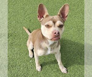 French Bulldog-Unknown Mix Dogs for adoption in Camarillo, CA, USA