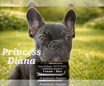 Puppy Princess Diana French Bulldog