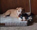 Small #3 Labrador Retriever Mix
