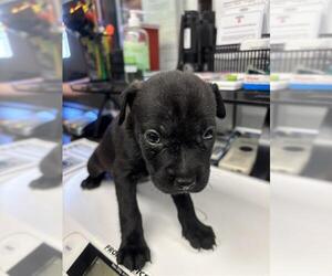 Chihuahua Dogs for adoption in Stockton, CA, USA
