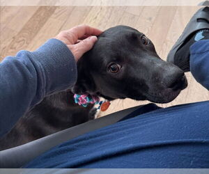 Mutt Dogs for adoption in Minneapolis, MN, USA