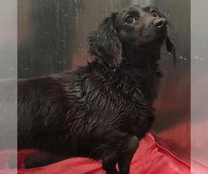 Dachshund Dogs for adoption in San Antonio, TX, USA