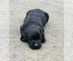 Small Photo #7 Labrador Retriever Puppy For Sale in AUBURN, CA, USA