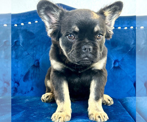 French Bulldog Puppy for sale in PAINESVILLE, OH, USA