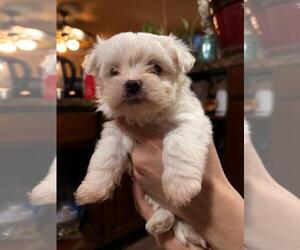 Cirneco Dell' Etna Puppy for sale in WATERBURY, CT, USA