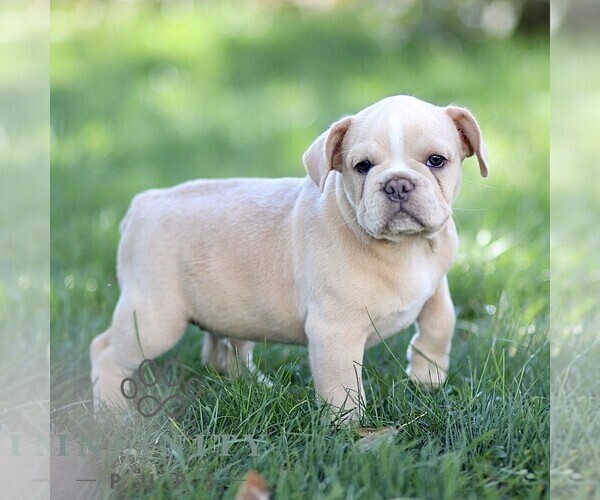 Medium Photo #2 French Bulldog Puppy For Sale in RONKS, PA, USA