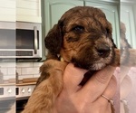 Small Photo #33 Bernedoodle Puppy For Sale in MOULTON, AL, USA