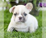 Small #2 French Bulldog