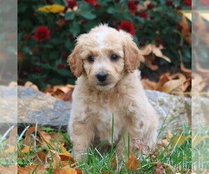 Goldendoodle-Poodle (Miniature) Mix Puppy for sale in LEBANON, PA, USA