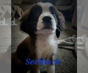 Saint Bernard Puppy for sale in ELKHART, IN, USA