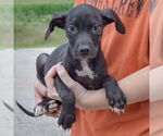 Small #3 American Staffordshire Terrier Mix