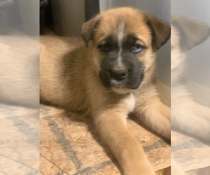 Alaskan Husky-Boxer Mix Puppy for sale in NEW HARMONY, UT, USA