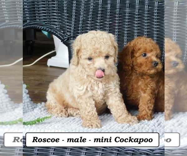 Medium Photo #5 Cock-A-Poo Puppy For Sale in CLARKRANGE, TN, USA