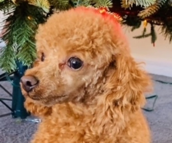 Medium Photo #1 Poodle (Toy) Puppy For Sale in AUBURNDALE, FL, USA