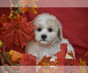 Bichpoo Puppy for sale in ELDORADO, OH, USA