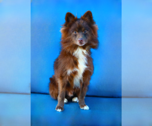 Pomeranian Dogs for adoption in Pasadena, CA, USA