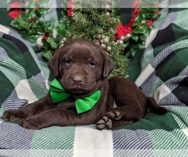 Medium Photo #4 Labrador Retriever Puppy For Sale in GLEN ROCK, PA, USA