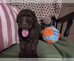 Small Photo #6 Australian Labradoodle Puppy For Sale in W FIELD, NC, USA