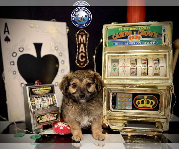 Medium Photo #4 Chiranian Puppy For Sale in Arcadia, FL, USA