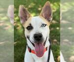Small #2 Siberian Husky Mix