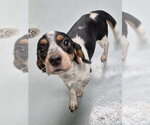 Small Bluetick Beagle