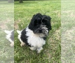 Small #8 Poodle (Miniature)-ShihPoo Mix