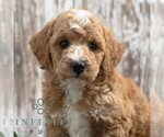 Small #4 Goldendoodle (Miniature)