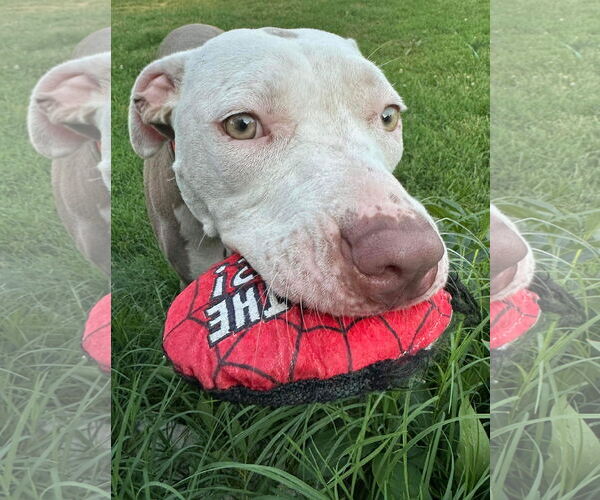 Medium Photo #29 American Pit Bull Terrier-Unknown Mix Puppy For Sale in Germantown, OH, USA