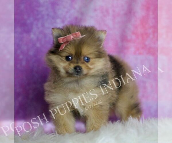 Medium Photo #2 Pomeranian Puppy For Sale in WARSAW, IN, USA