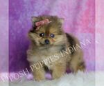 Small Photo #70 Pomeranian Puppy For Sale in WARSAW, IN, USA
