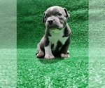 Small #5 American Bully